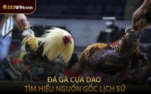 Đá Gà Cựa Dao Tìm Hiểu Nguồn Gốc Lịch Sử
