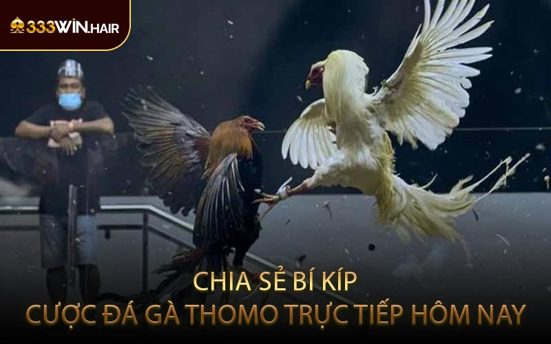 Chia Sẻ Bí Kíp Cược Đá Gà Thomo Trực Tiếp Hôm Nay