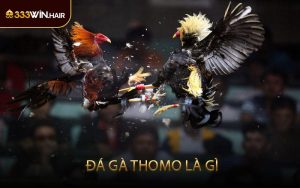 Đá Gà Thomo Là Gì